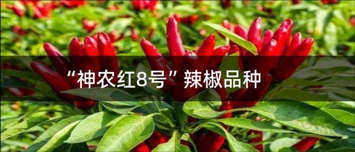 “神农红8号”辣椒品种