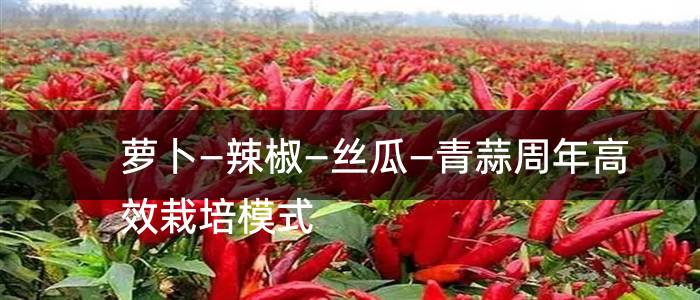 萝卜―辣椒―丝瓜―青蒜周年高效栽培模式