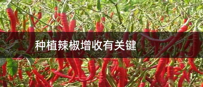 种植辣椒增收有关键