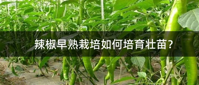 辣椒早熟栽培如何培育壮苗？