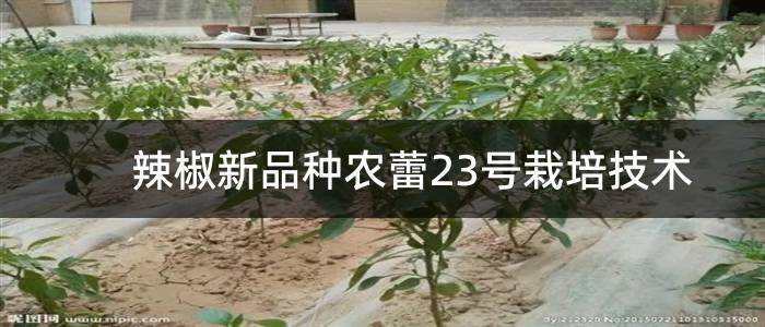 辣椒新品种农蕾23号栽培技术