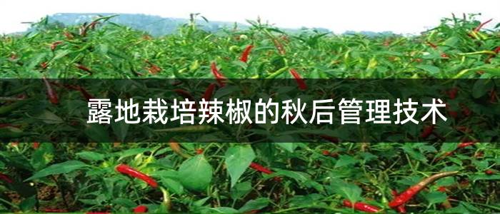 露地栽培辣椒的秋后管理技术