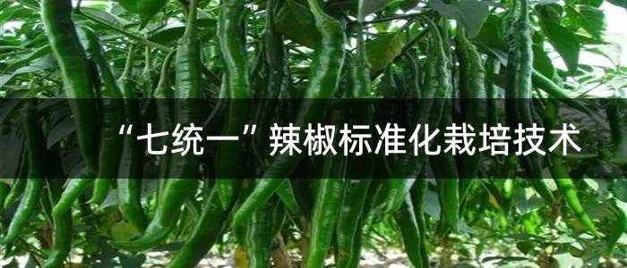 “七统一”辣椒标准化栽培技术