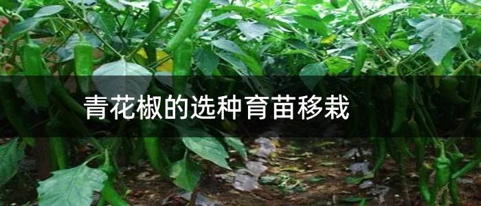 青花椒的选种育苗移栽