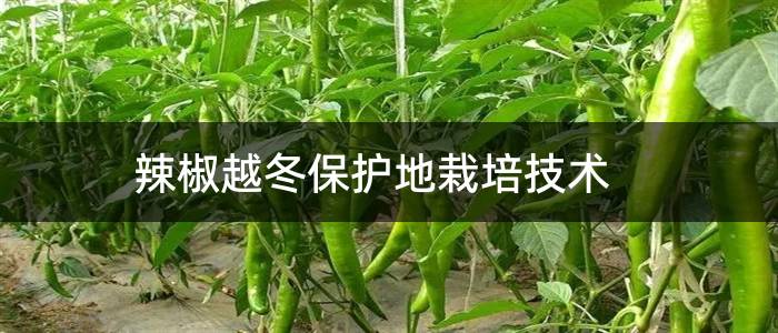 辣椒越冬保护地栽培技术