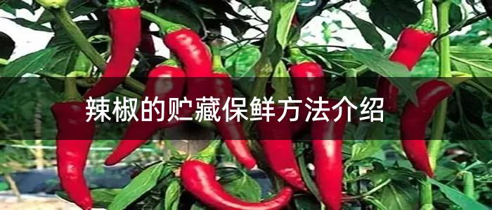 辣椒的贮藏保鲜方法介绍