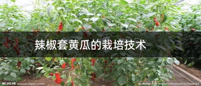 辣椒套黄瓜的栽培技术