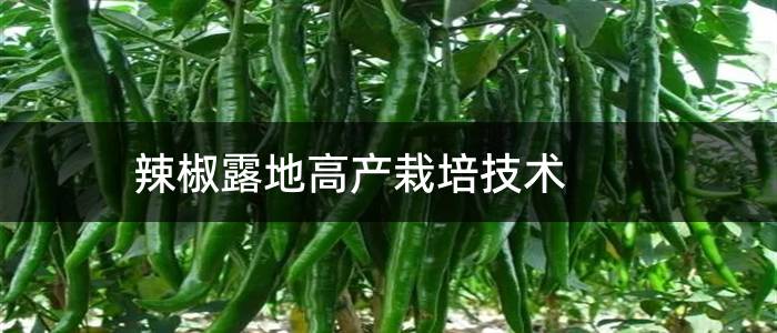 辣椒露地高产栽培技术
