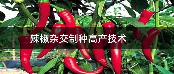 辣椒杂交制种高产技术