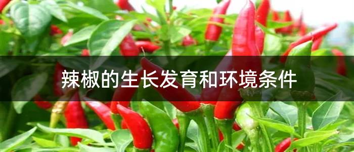 辣椒的生长发育和环境条件
