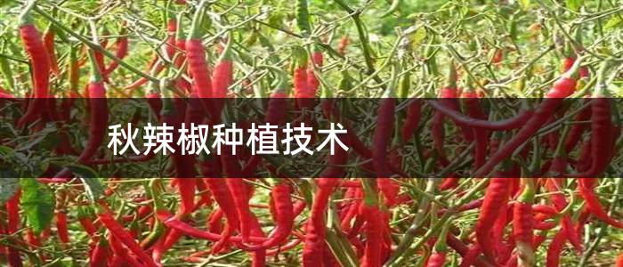 秋辣椒种植技术