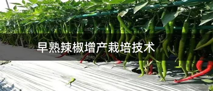 早熟辣椒增产栽培技术