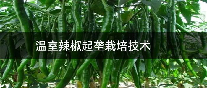 温室辣椒起垄栽培技术