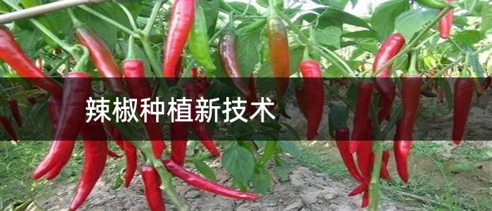 辣椒种植新技术