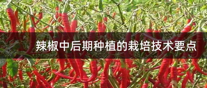 辣椒中后期种植的栽培技术要点