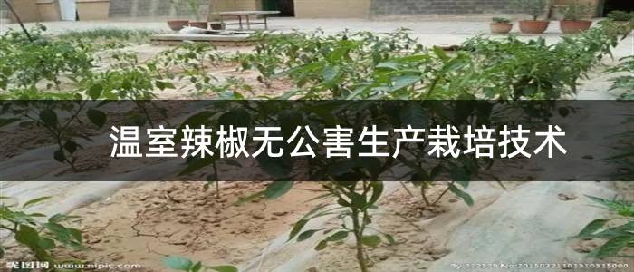 温室辣椒无公害生产栽培技术
