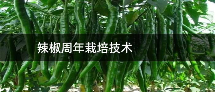 辣椒周年栽培技术
