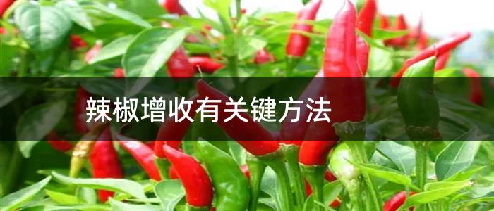 辣椒增收有关键方法