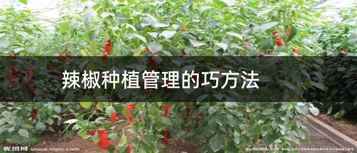 辣椒种植管理的巧方法