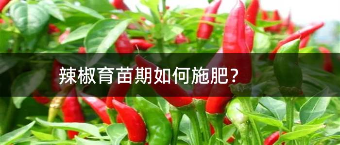 辣椒育苗期如何施肥？