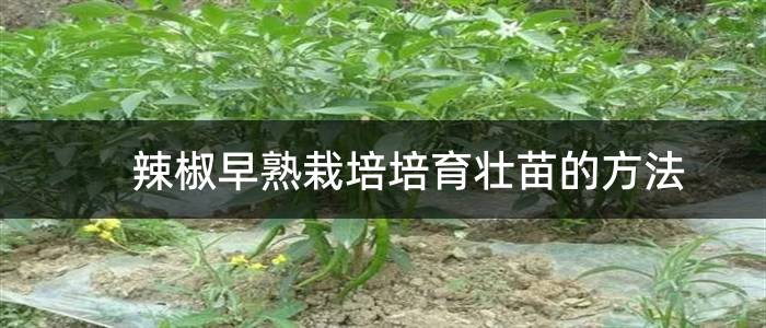 辣椒早熟栽培培育壮苗的方法