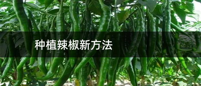 种植辣椒新方法