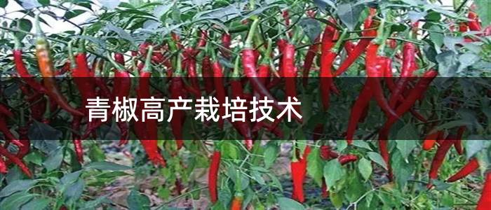 青椒高产栽培技术