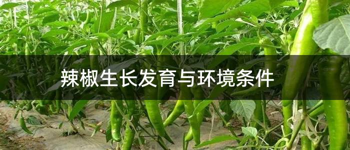 辣椒生长发育与环境条件