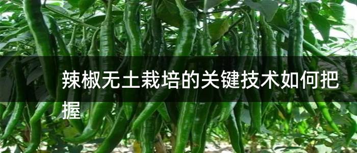 辣椒无土栽培的关键技术如何把握