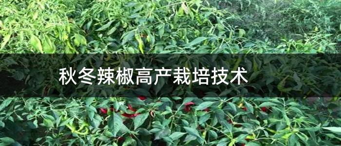 秋冬辣椒高产栽培技术