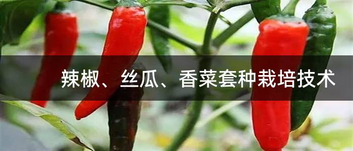 辣椒、丝瓜、香菜套种栽培技术