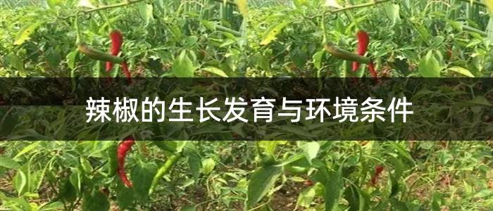 辣椒的生长发育与环境条件