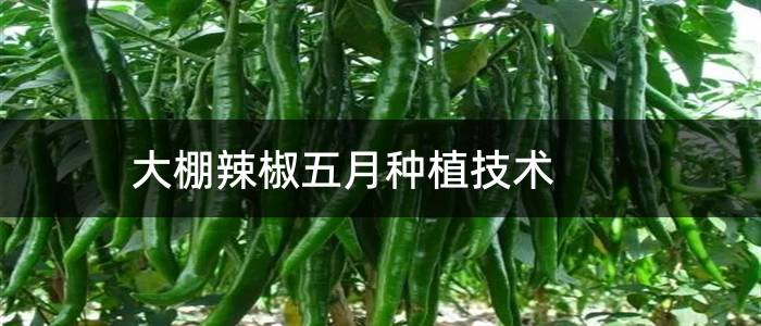 大棚辣椒五月种植技术