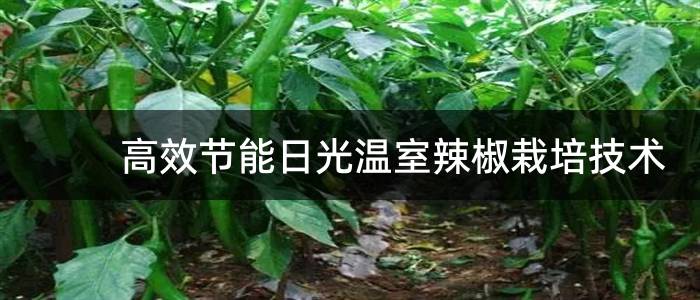 高效节能日光温室辣椒栽培技术