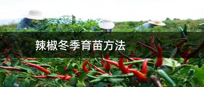辣椒冬季育苗方法