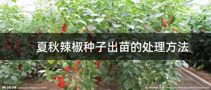 夏秋辣椒种子出苗的处理方法