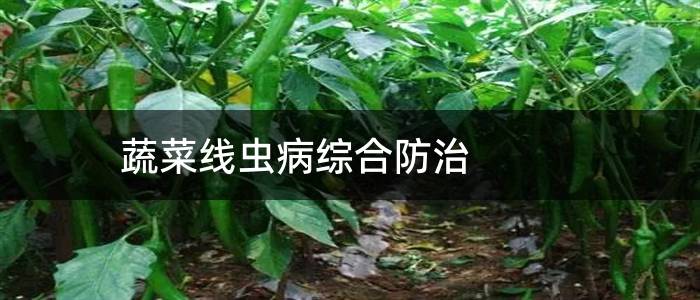 蔬菜线虫病综合防治