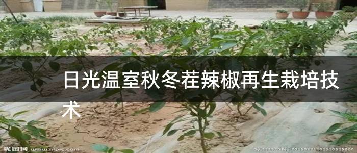 日光温室秋冬茬辣椒再生栽培技术
