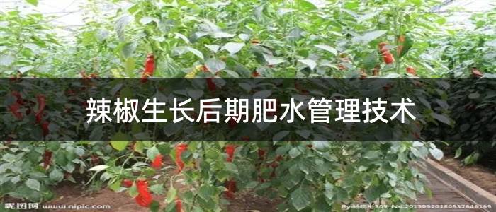 辣椒生长后期肥水管理技术