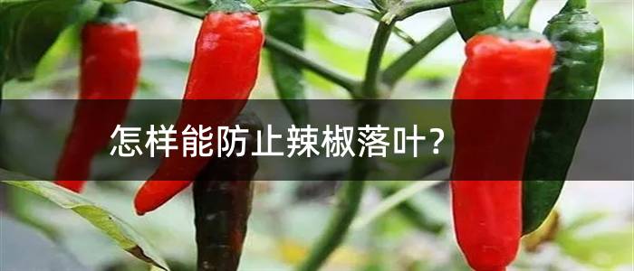 怎样能防止辣椒落叶？