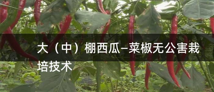 大（中）棚西瓜—菜椒无公害栽培技术