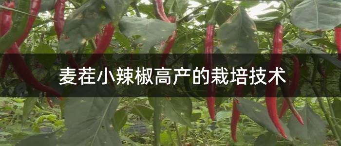 麦茬小辣椒高产的栽培技术