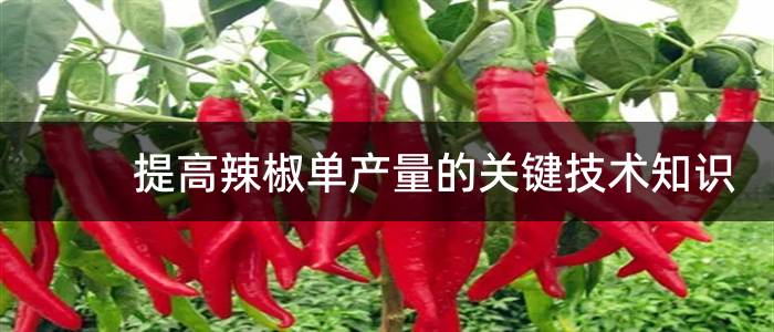 提高辣椒单产量的关键技术知识