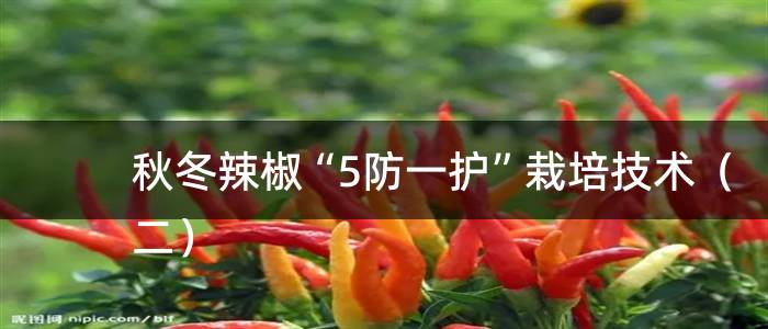 秋冬辣椒“5防一护”栽培技术（二）