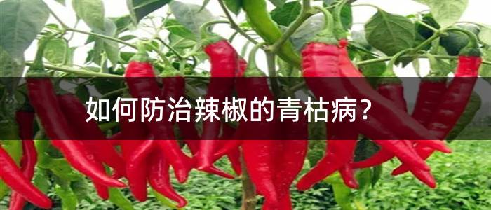 如何防治辣椒的青枯病？