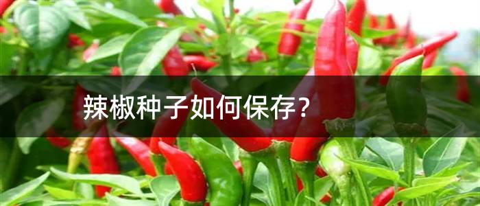 辣椒种子如何保存？