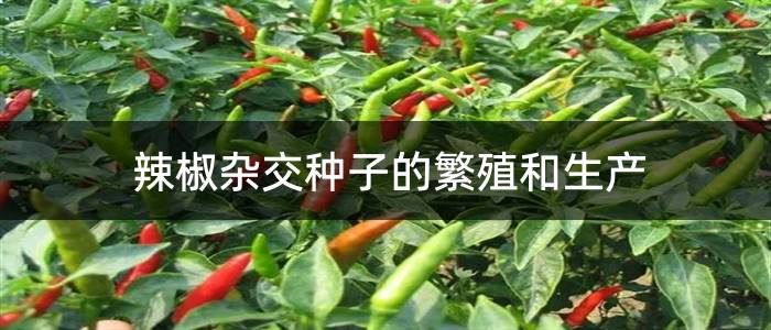 辣椒杂交种子的繁殖和生产