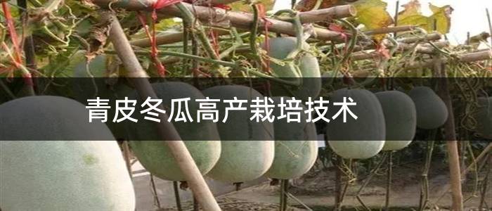 青皮冬瓜高产栽培技术