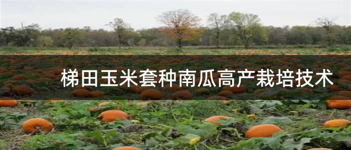 梯田玉米套种南瓜高产栽培技术