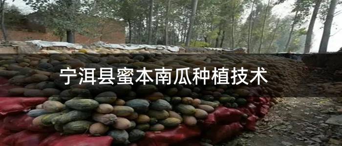 宁洱县蜜本南瓜种植技术